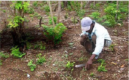 Hombre verifica estado de plantas en huerta