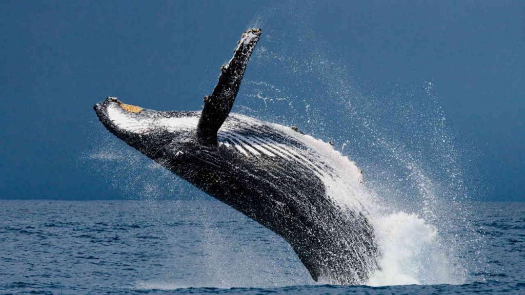 Una ballena jorobada salta de agua.