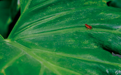 Rana Andinobates victimatus 