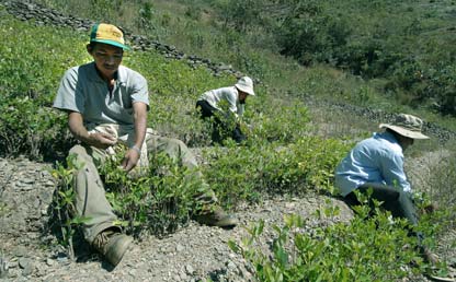 Imagen de campesinos recogiendo coca