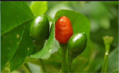  foto aji guagua