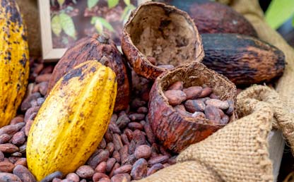 Foto de cacao 