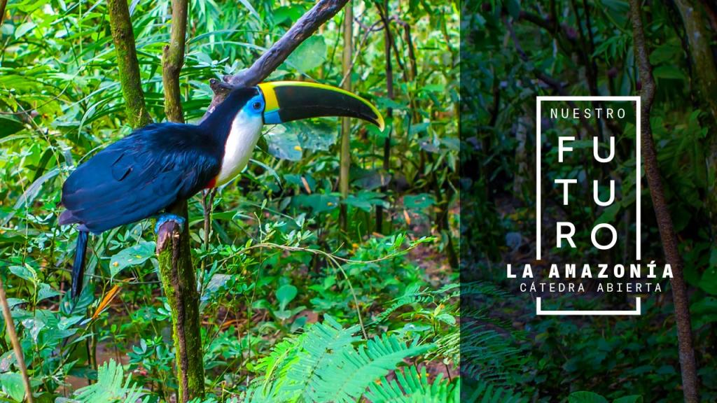 Un tucán se posa sobre una rama en el Amazonas.