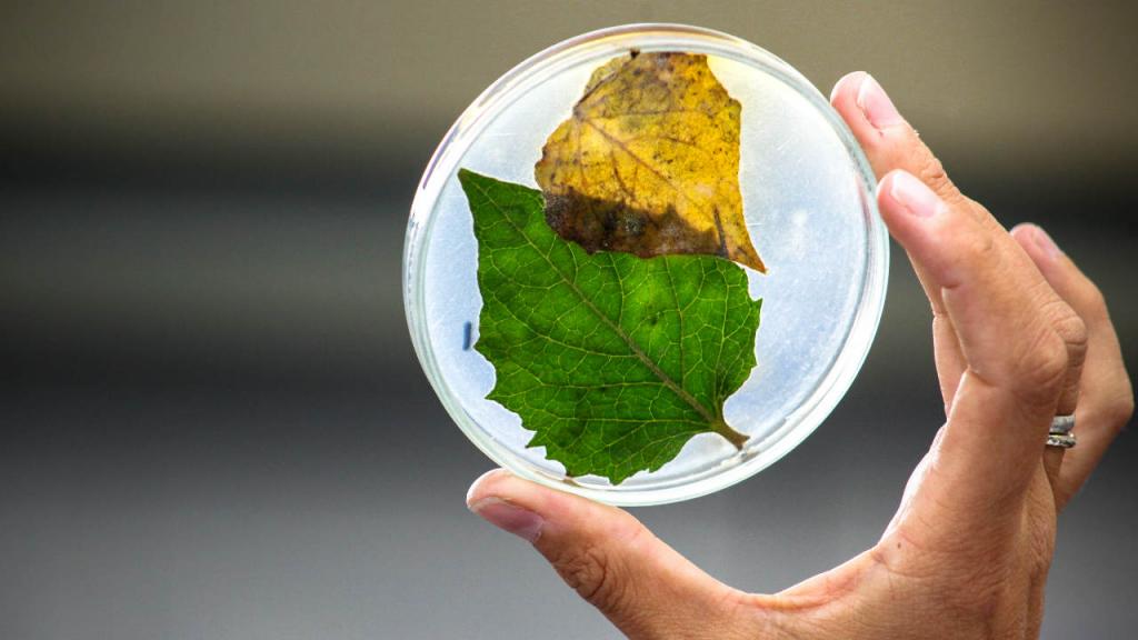 Imagen de uno de los laboratorios de la Universidad de los Andes, con una planta dentro de un recipiente. 