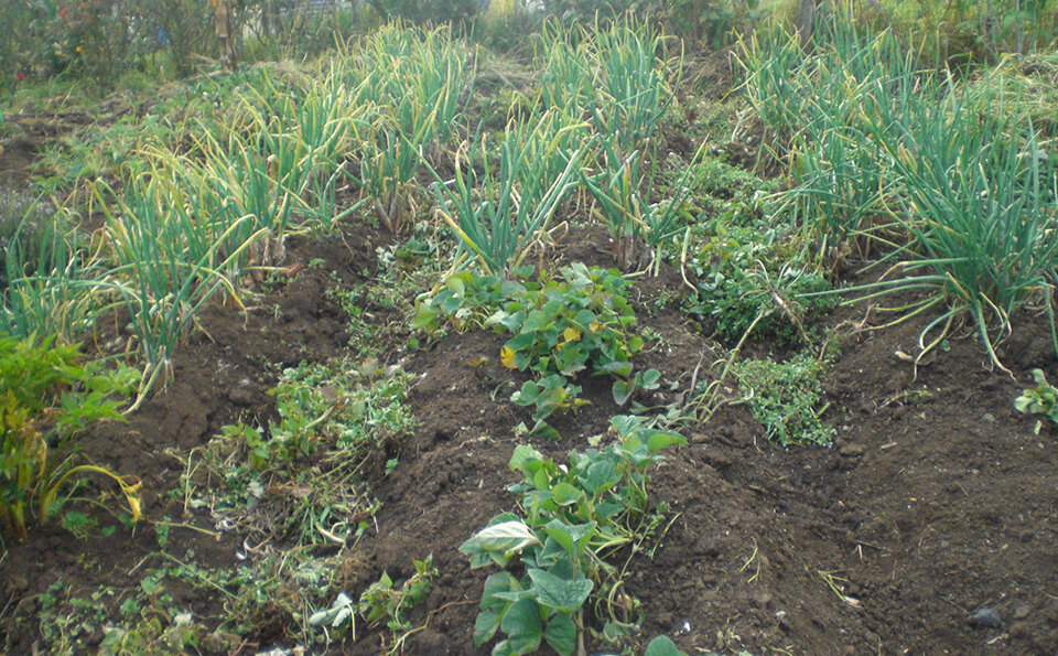 cultivo de lechuga