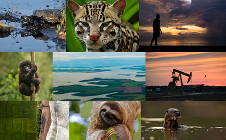 Collage de animales y paisajes
