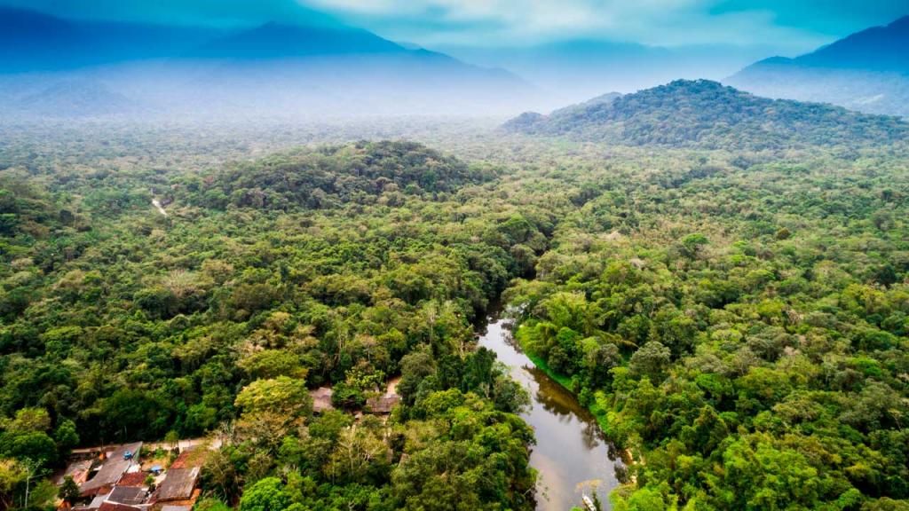 Extensión de árboles verde y río