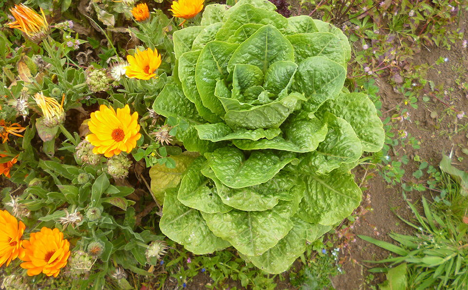 Planta rodeada de flores amarillas