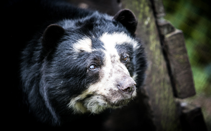En los próximos 30 años, el Oso Andino perdería cerca del 30 por ciento de su hábitat.
