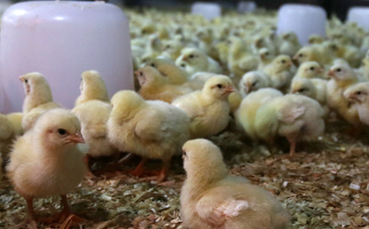 Pollitos en una planta de engorde