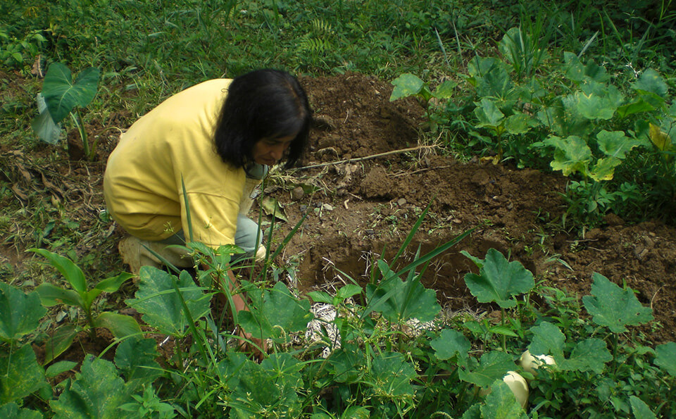 mujer cosechando los cultivos de una huerta