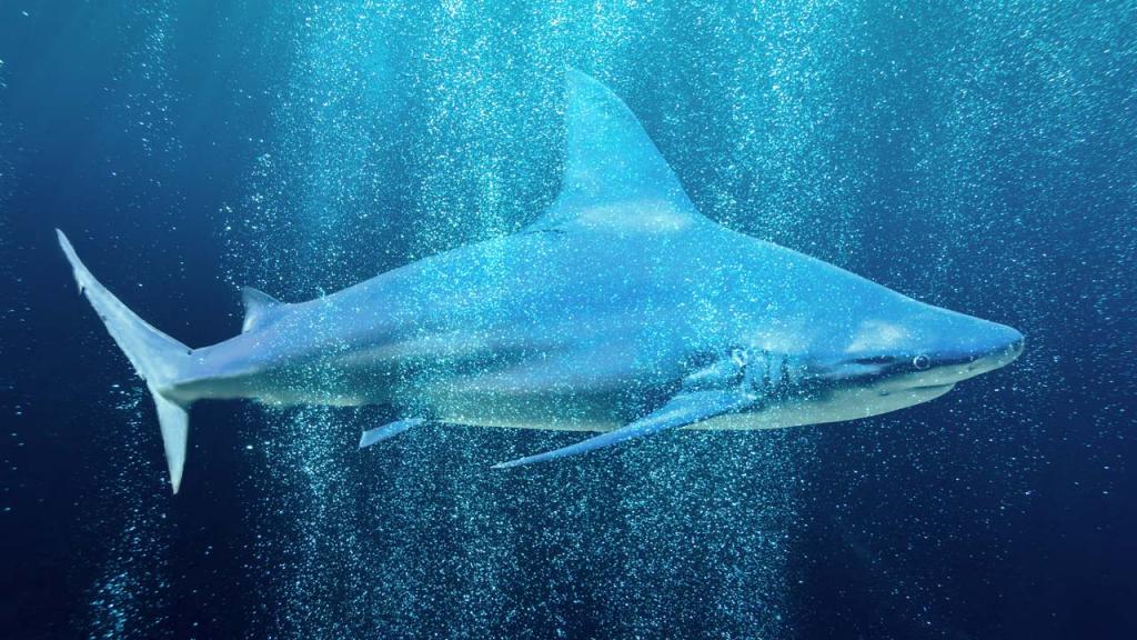 Comunicado en respuesta a la resolución de pesca de tiburones Imagen de un tiburón