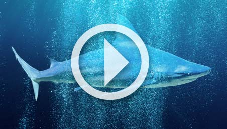 Comunicado de las universidades en respuesta a la resolución de pesca de tiburones Imagen de un tiburón