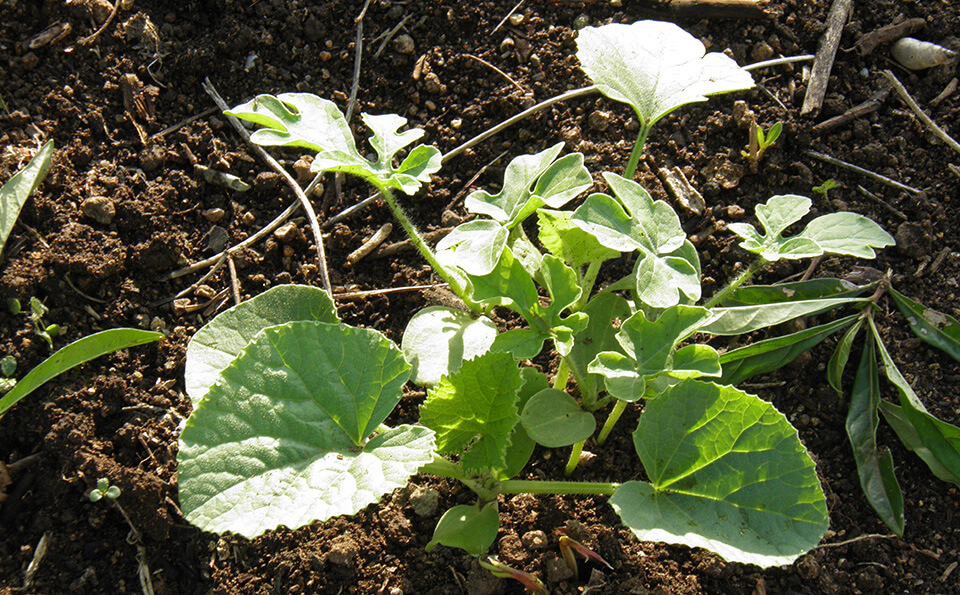Hojas de planta de tomate creciendo