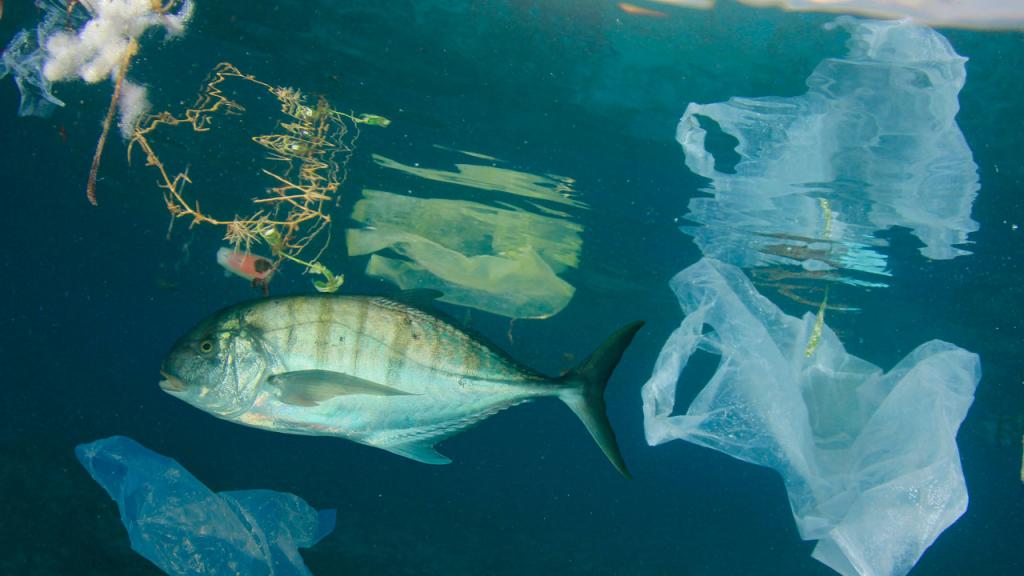 Imagen de un pez en el agua con bolsas plásticsa