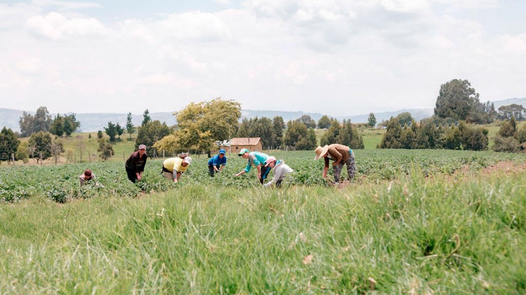 Mujeres en un cultivo de cebolla en la sabana bogotana. 