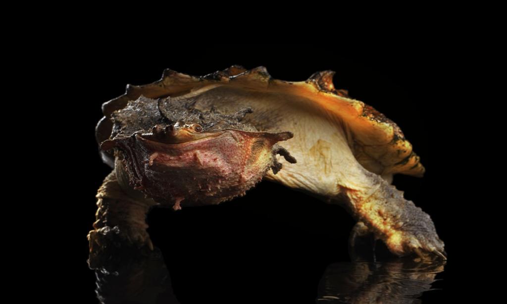 Foto de una tortuga matamata.